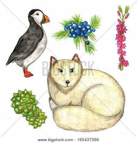 Raster watercolor set of some elements of Icelandic flora and fauna isolated on white. Natural theme, design element, images for biological and geographical sources.