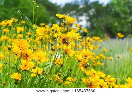 Sun heliopsis (Heliopsis) on green background in the city Park