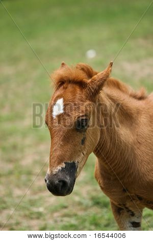 the horse in the farm.