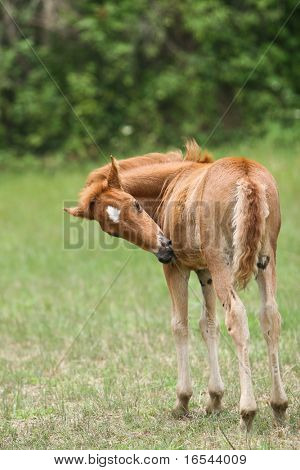 the horse in the farm.