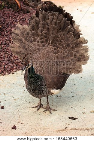 Mating display of a brown and green female peafowl Pavo muticus in a botanical garden