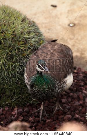 Brown and green female peafowl Pavo muticus at rest in a botanical garden