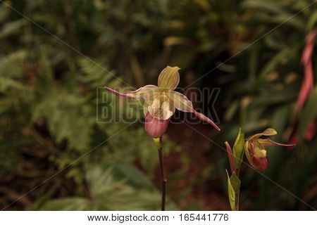 Lady Slipper Orchid flower Paphiopedilum blooms in a greenhouse in spring