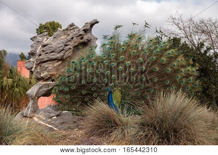 Mating display of a blue and green male peacock Pavo muticus in a botanical garden