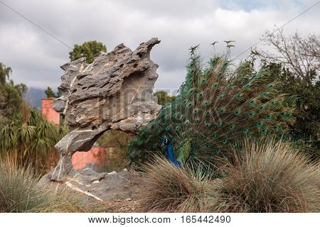 Mating display of a blue and green male peacock Pavo muticus in a botanical garden