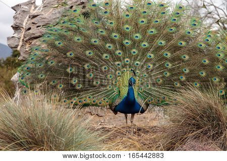 Blue and green male peacock Pavo muticus feather background up close
