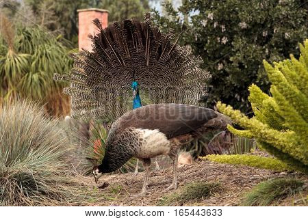 Mating display of a blue and green male peacock Pavo muticus in a botanical garden