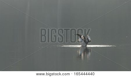 Common Loon, Gavia Immer, stands up in water, flapping his wings, displaying winter tan colors, on a lake surface in soft sunlight.