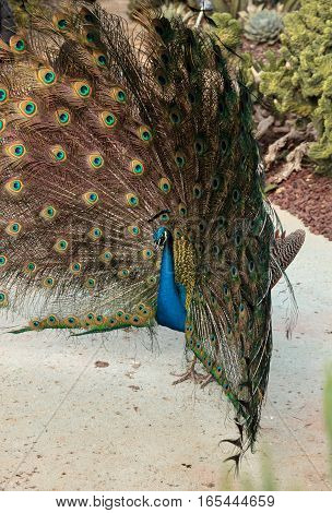 Mating display of a blue and green male peacock Pavo muticus in a botanical garden