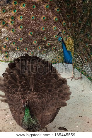 Mating display of a blue and green male peacock Pavo muticus in a botanical garden
