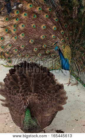 Mating display of a blue and green male peacock Pavo muticus in a botanical garden