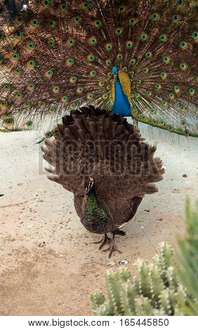 Mating display of a blue and green male peacock Pavo muticus in a botanical garden