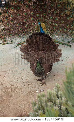 Mating display of a blue and green male peacock Pavo muticus in a botanical garden