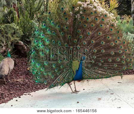 Mating display of a blue and green male peacock Pavo muticus in a botanical garden