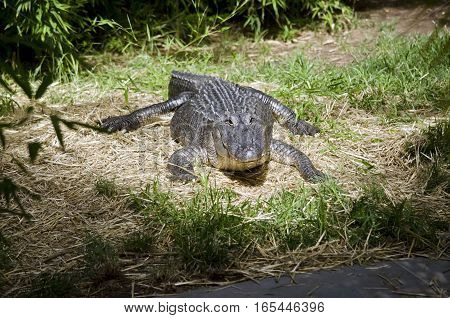 the American alligator is going towards the water