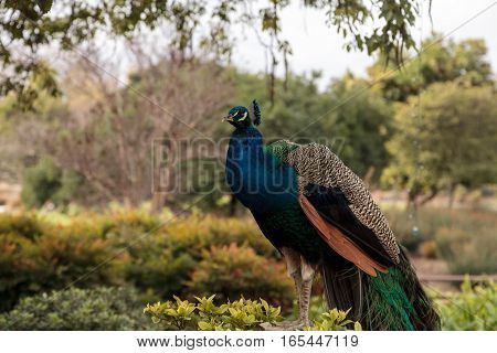Blue and green male peacock Pavo muticus at rest in a botanical garden