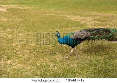 Blue and green male peacock Pavo muticus at rest in a botanical garden