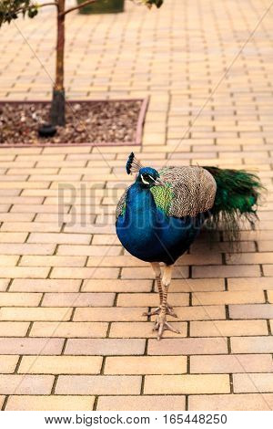 Blue and green male peacock Pavo muticus at rest in a botanical garden