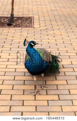 Blue and green male peacock Pavo muticus at rest in a botanical garden