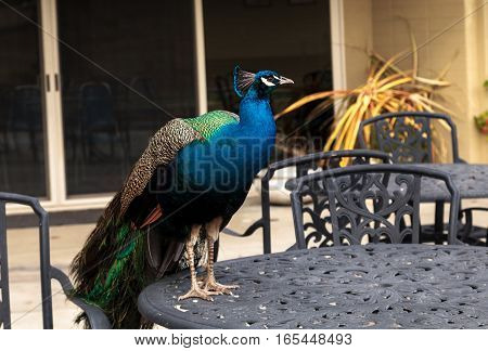 Blue and green male peacock Pavo muticus at rest in a botanical garden