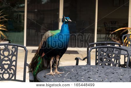 Blue and green male peacock Pavo muticus at rest in a botanical garden