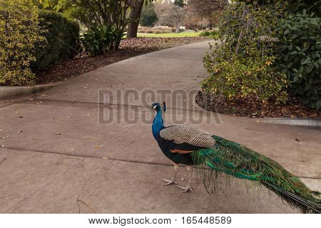 Blue and green male peacock Pavo muticus at rest in a botanical garden
