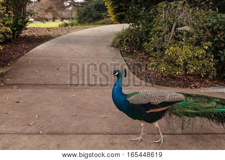 Blue and green male peacock Pavo muticus at rest in a botanical garden