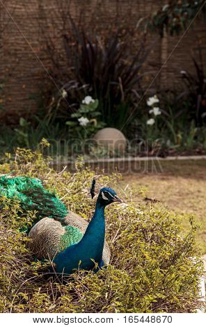 Blue and green male peacock Pavo muticus at rest in a botanical garden