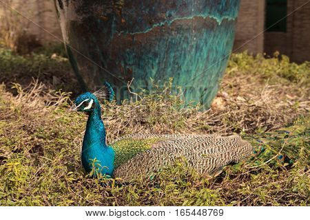 Blue and green male peacock Pavo muticus at rest in a botanical garden
