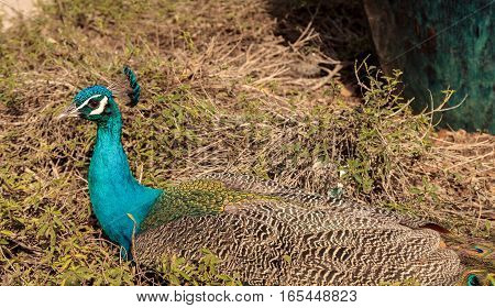 Blue and green male peacock Pavo muticus at rest in a botanical garden