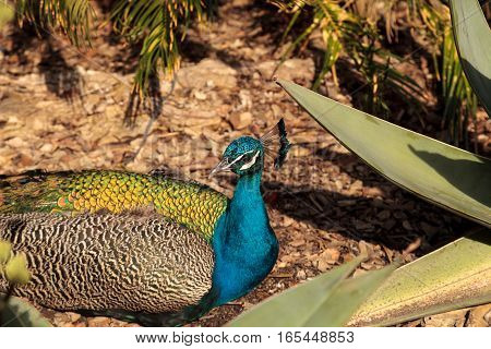 Blue and green male peacock Pavo muticus at rest in a botanical garden
