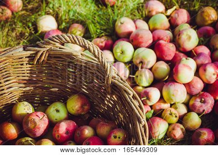 The Basket of Apples. harvest autumn apple fruit grown ecological way