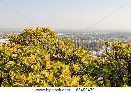 Closeup Succulent Plants W8A0345