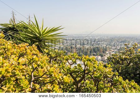 Closeup Succulent Plants W8A0379