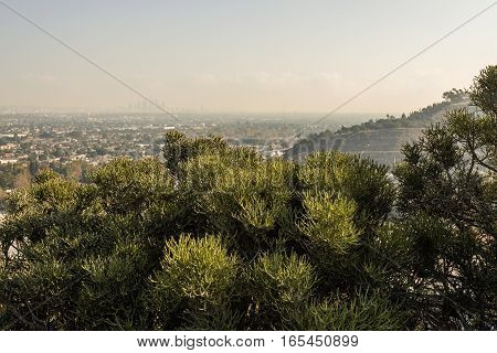 Los Angeles Cityscape W8A0331