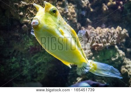 Tropical yellow fish swimming in an aquarium