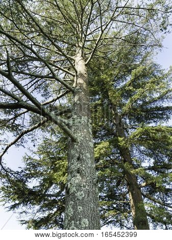 Two Cedar of Lebanon trees at Haskell Gardens in New Bedford Massachusetts