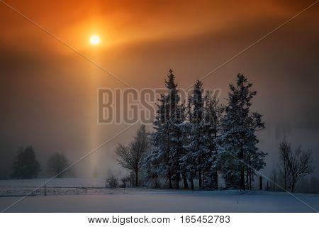 Snowy trees in sunset orange light at Lapszanka hills Poland