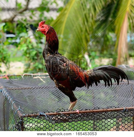 beautiful native strong male Burmese fighting cock