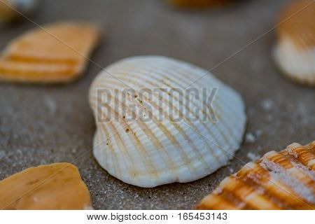 Grains of Sand on White Shell surrounded by other shells on beach