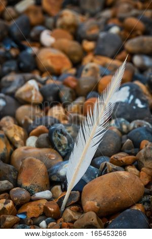 White feather on peebles on the stony beach on English coast