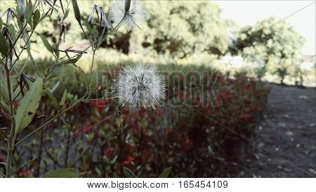 garden itaparica simple horto airfield dandelion bahia