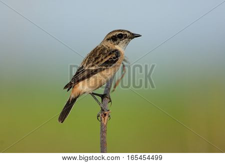 beautiful female Eastern Stonechat (Saxicola stejnegeri) standing on ground