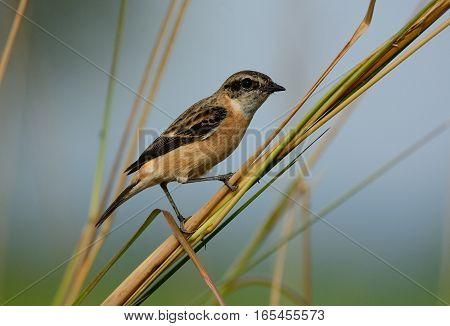 beautiful female Eastern Stonechat (Saxicola stejnegeri) standing on ground
