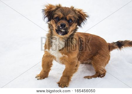 Cute small dog sitting in snow with a bone in her mouth