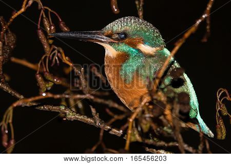 Kingfisher (Alcedo atthis) with transparent third eyelid partially closed. Common kingfisher in the family Alcedinidae at rest on alder on river bank with visual adaptation for seeing underwater