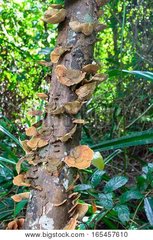 Mushrooms Science Names 