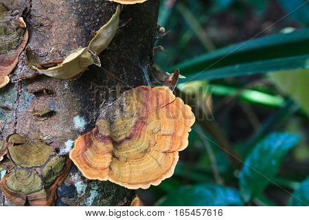 Mushrooms Science Names 