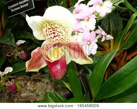 Exotic Lady Slipper Orchid  (paphiopedilum Cyclops)