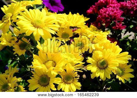 Chrysanthemum Flowers Background In Nature.dendranthemum Grandifflora